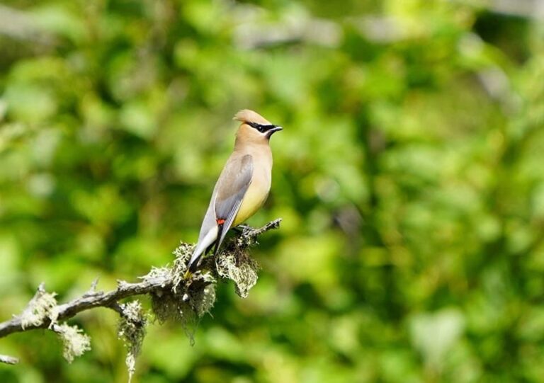 Birdwatching