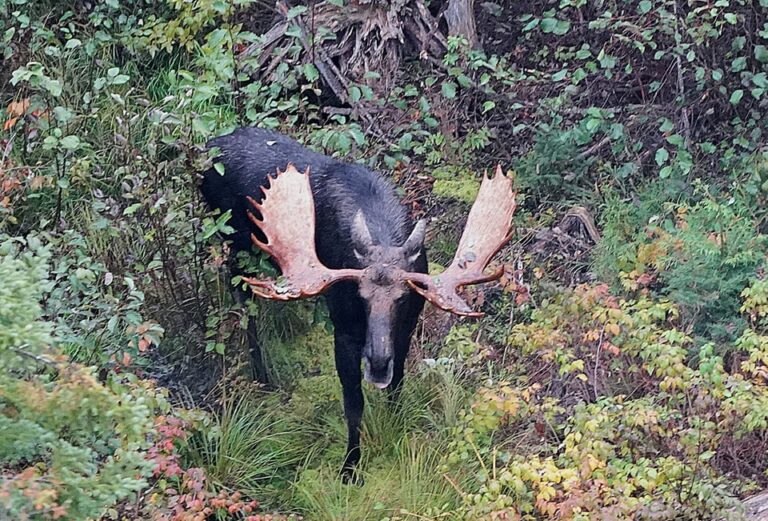 Moose Hunting